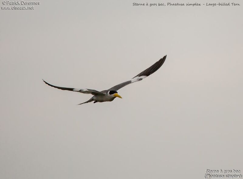 Large-billed Tern, Flight