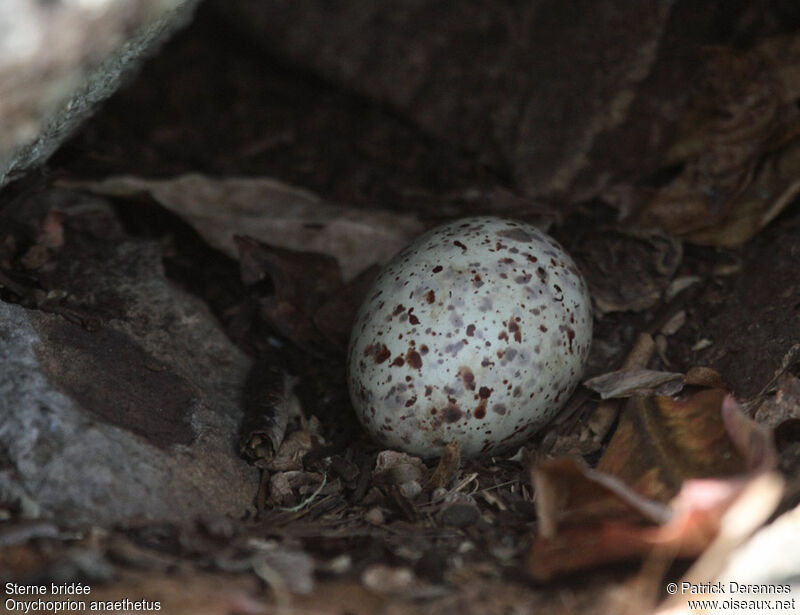 Bridled Tern, identification, Reproduction-nesting