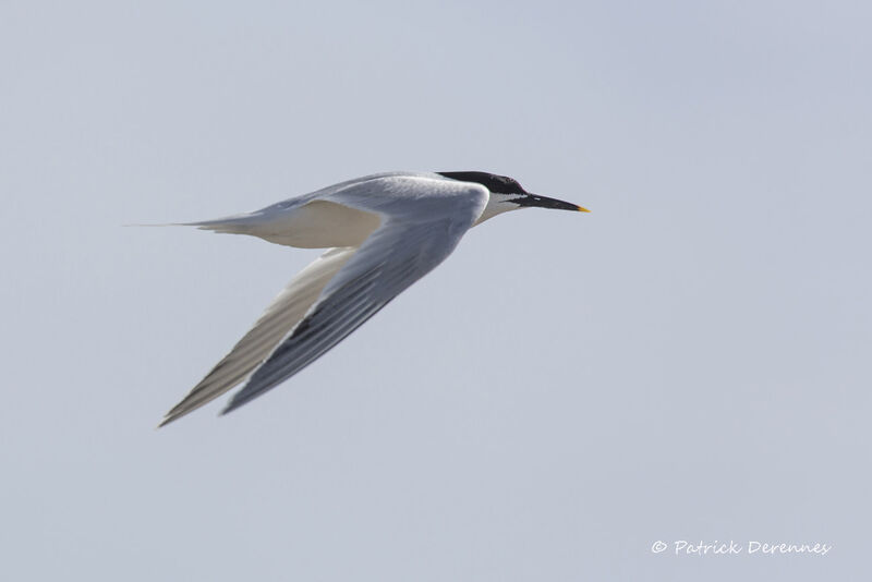 Sandwich Tern, Flight