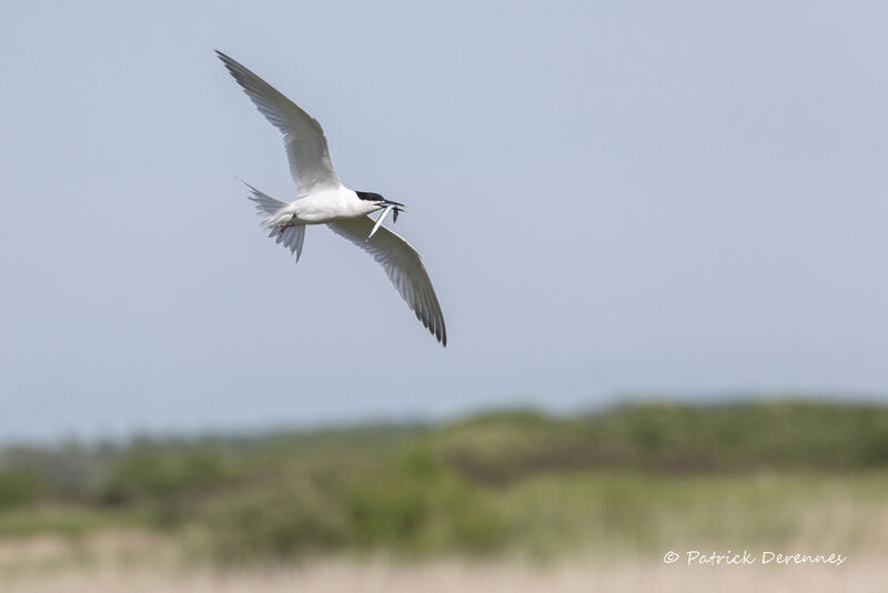 Sandwich Tern, Flight, feeding habits, Reproduction-nesting