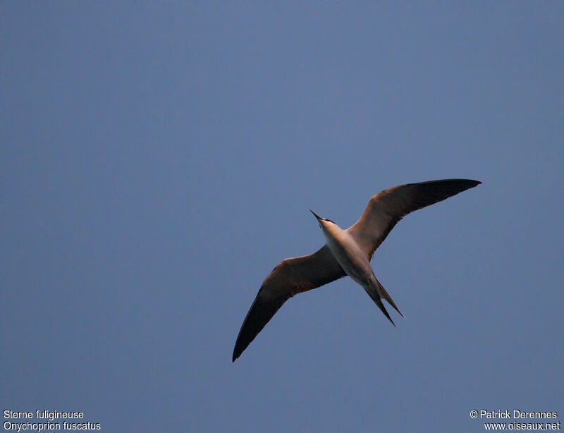 Sooty Ternadult breeding, Flight