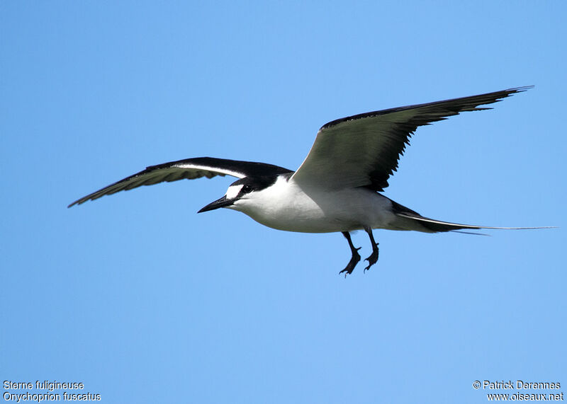 Sooty Ternadult breeding, Flight