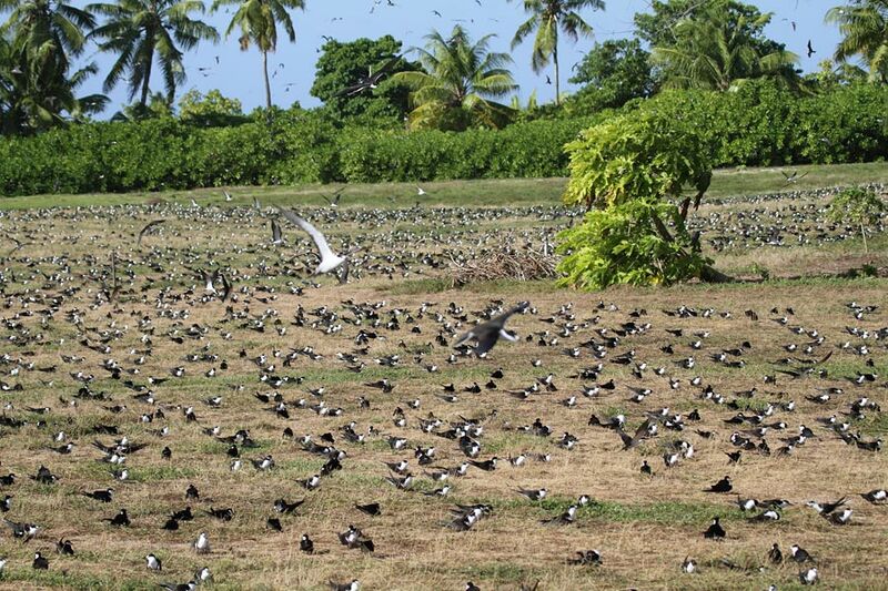 Sooty Tern, identification, Reproduction-nesting, Behaviour