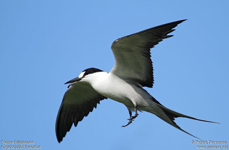 Sooty Ternadult breeding, Flight