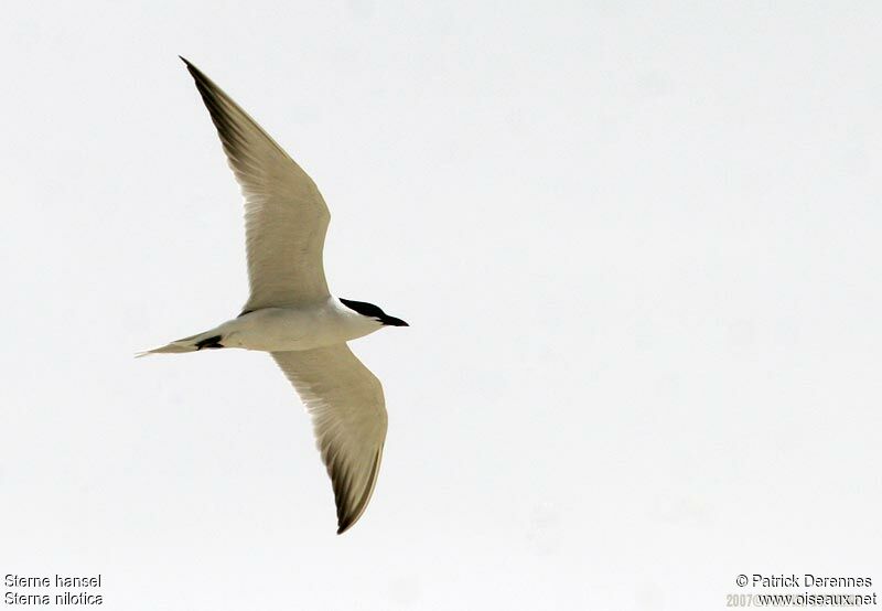 Gull-billed Tern