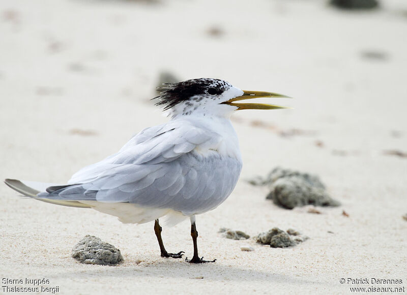 Greater Crested Ternadult post breeding, identification