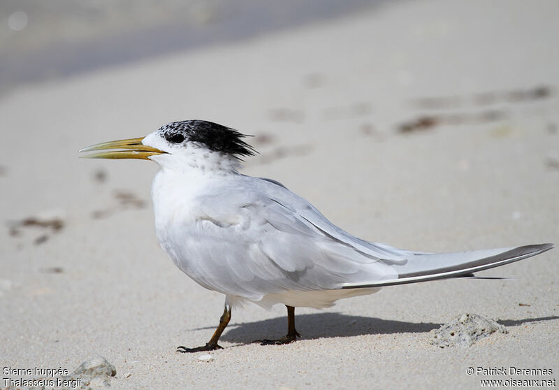 Greater Crested Ternadult post breeding, identification