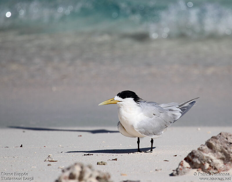 Greater Crested Ternadult post breeding, identification