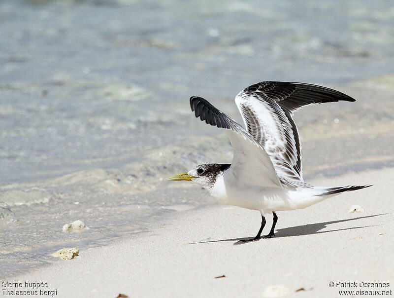 Greater Crested TernFirst year, Flight