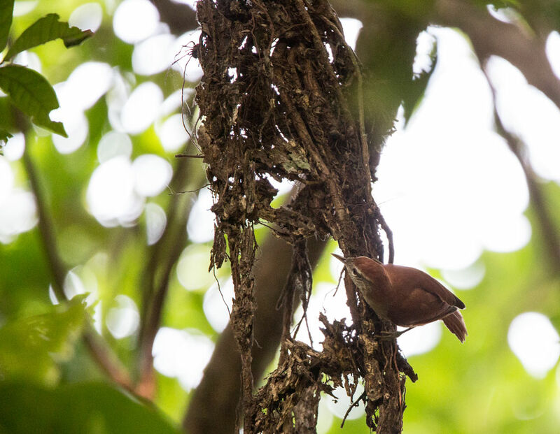 Synallaxe renard, identification, habitat