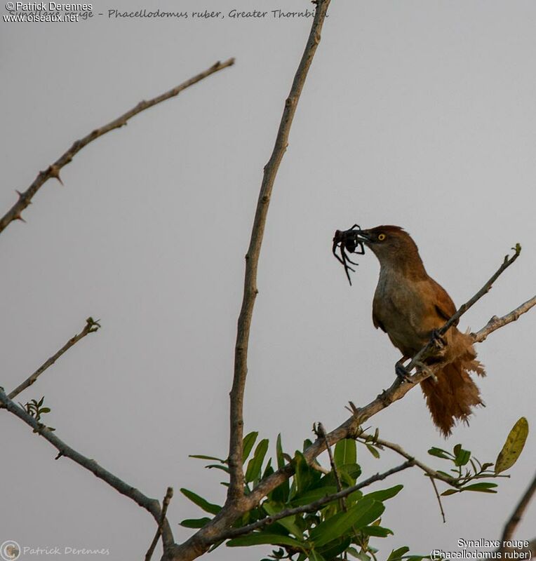 Synallaxe rouge, identification, régime, pêche/chasse