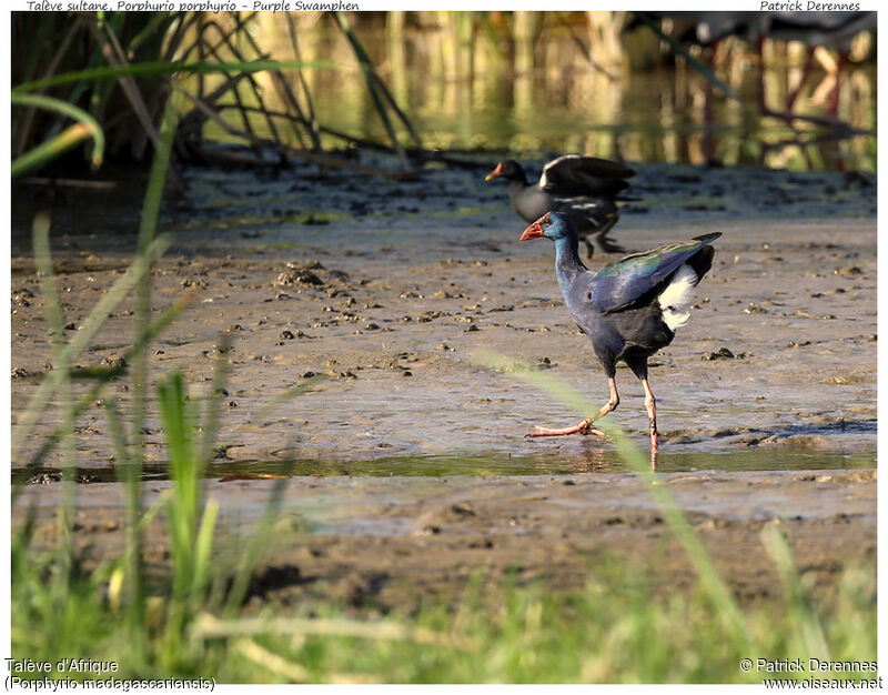 African Swamphenadult, identification