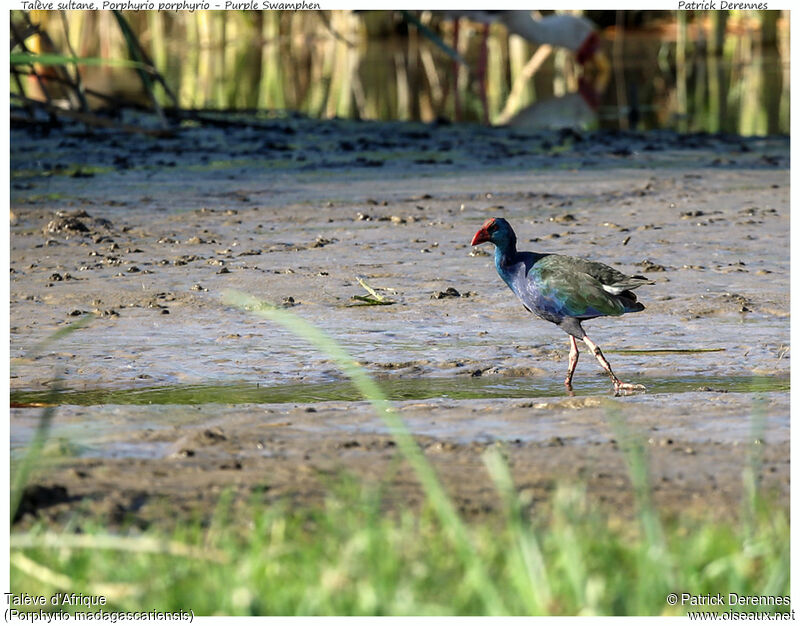 African Swamphenadult, identification