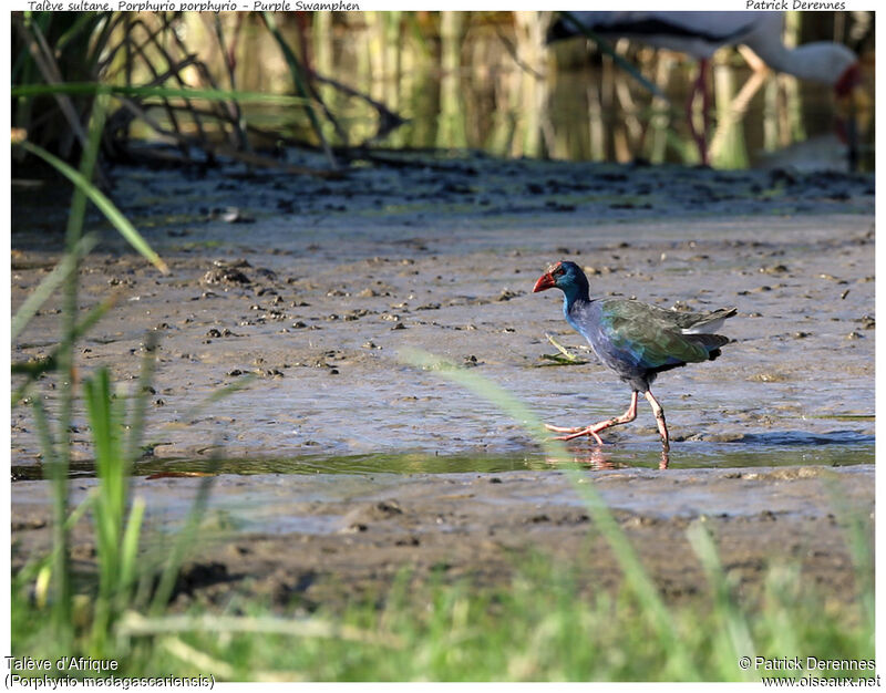 Talève d'Afriqueadulte, identification