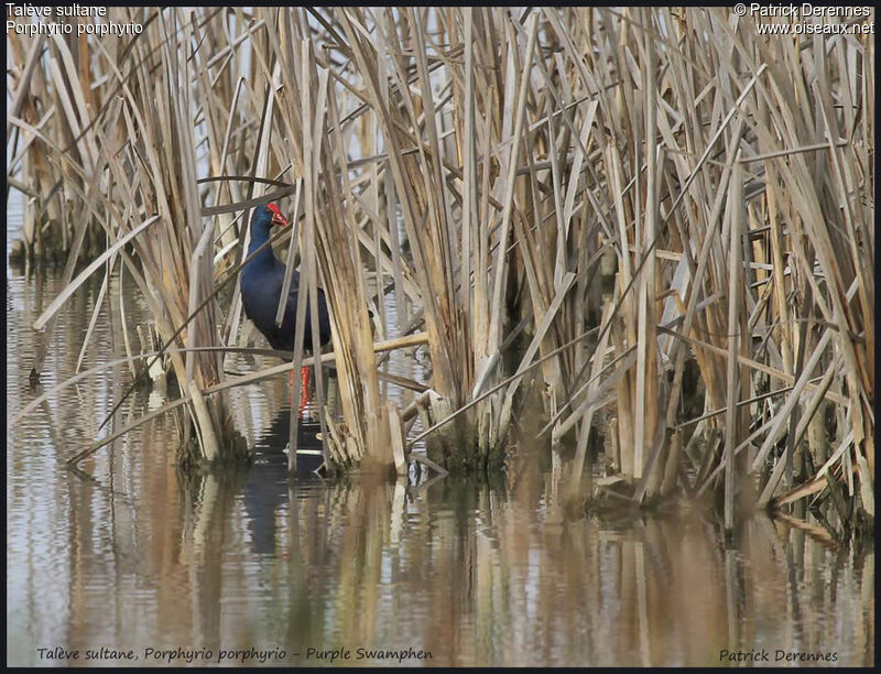 Western Swamphen, identification, Behaviour