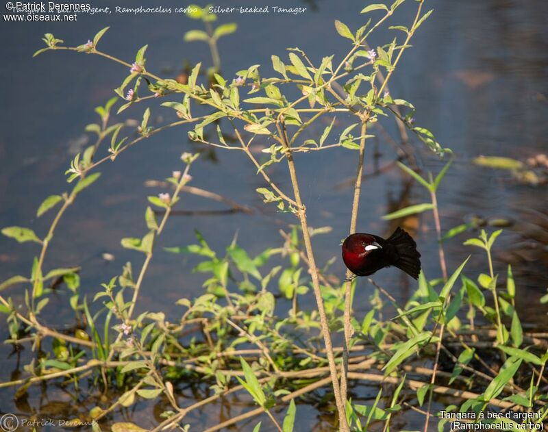 Silver-beaked Tanager male, identification, habitat