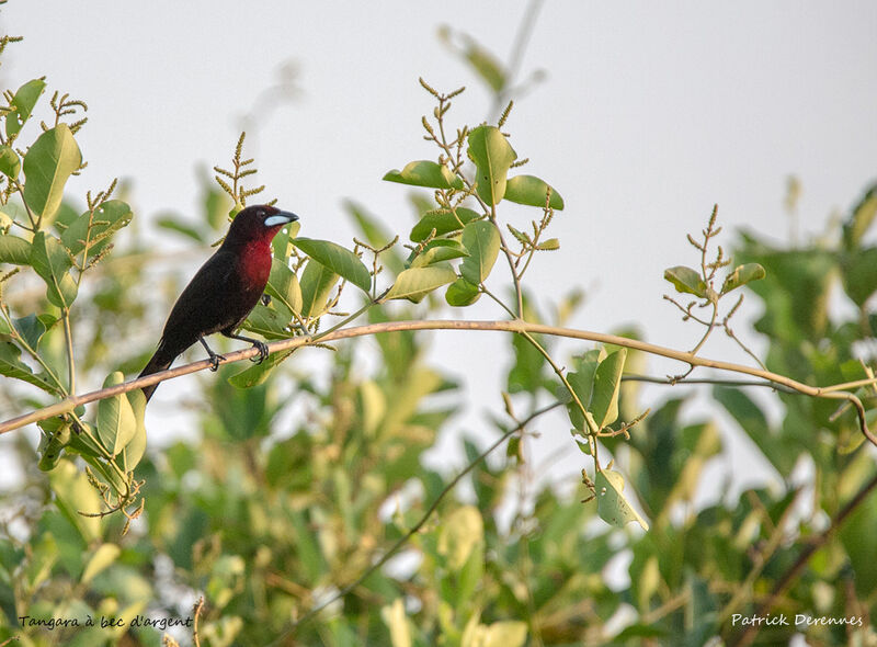 Silver-beaked Tanager, identification, habitat