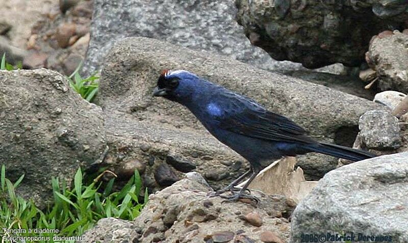 Diademed Tanager