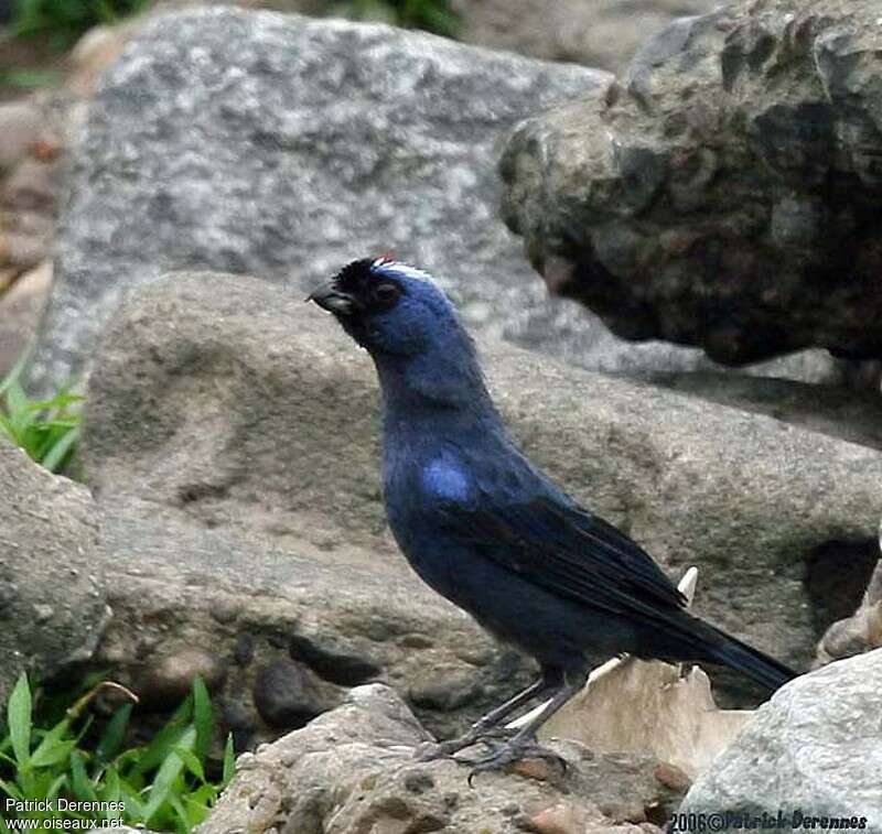 Tangara à diadèmeadulte, identification