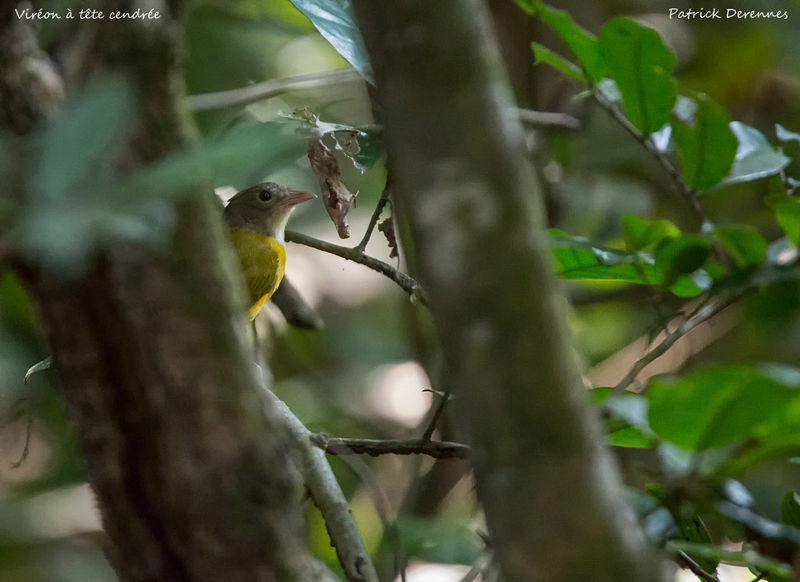 Tangara à tête grise, identification, habitat