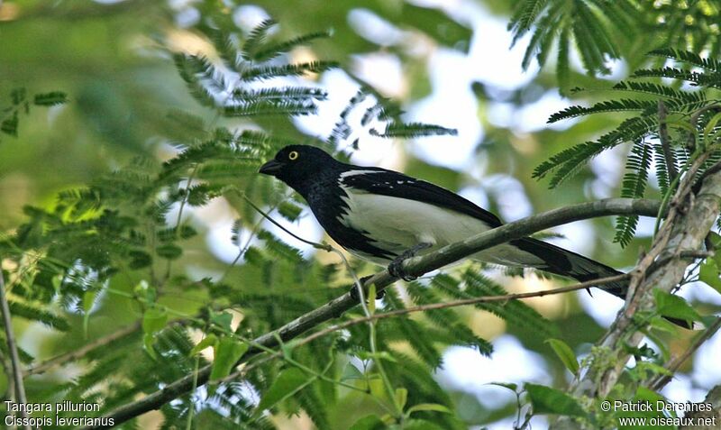 Magpie Tanageradult breeding, identification