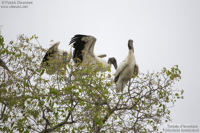 Wood Stork, habitat