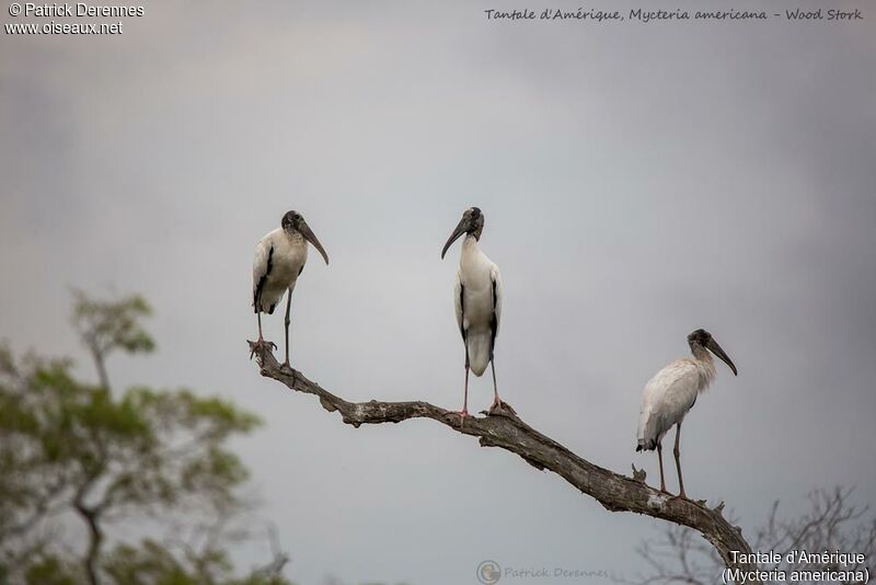 Wood Stork, identification, habitat