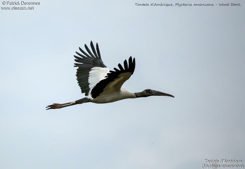 Wood Stork, Flight