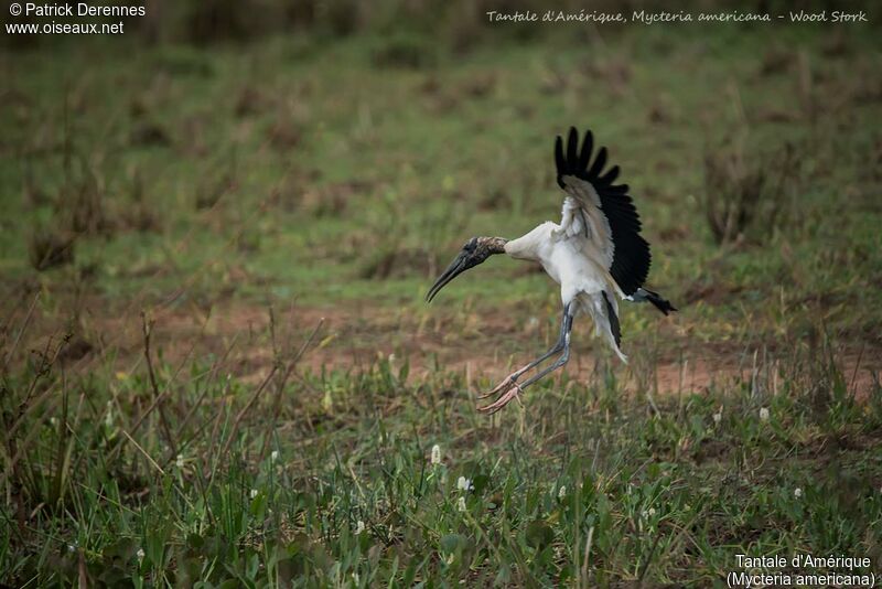 Wood Stork, Flight