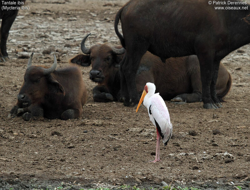 Yellow-billed Storkadult, identification