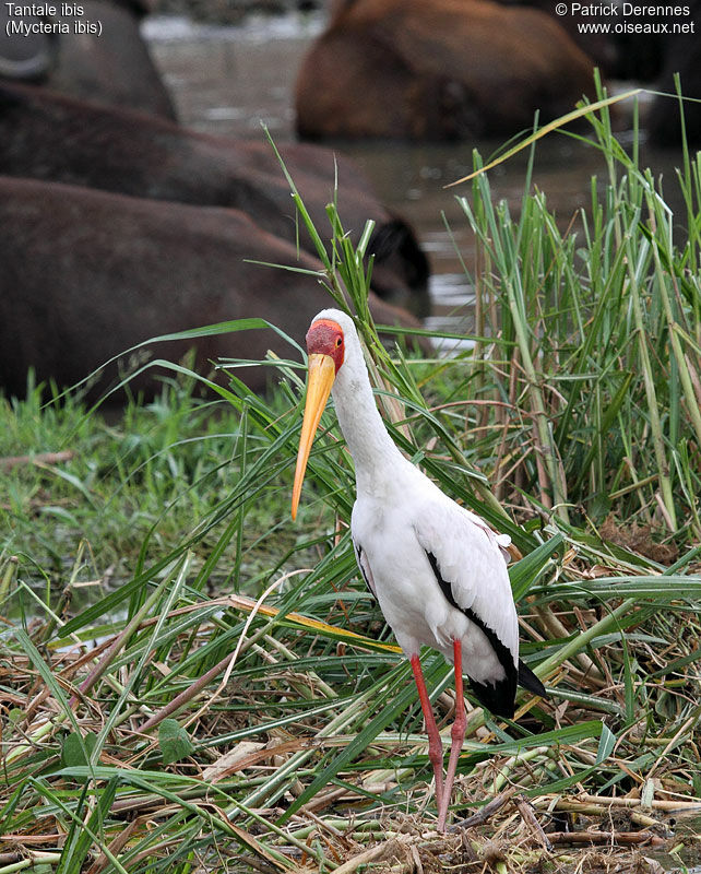 Yellow-billed Storkadult, identification