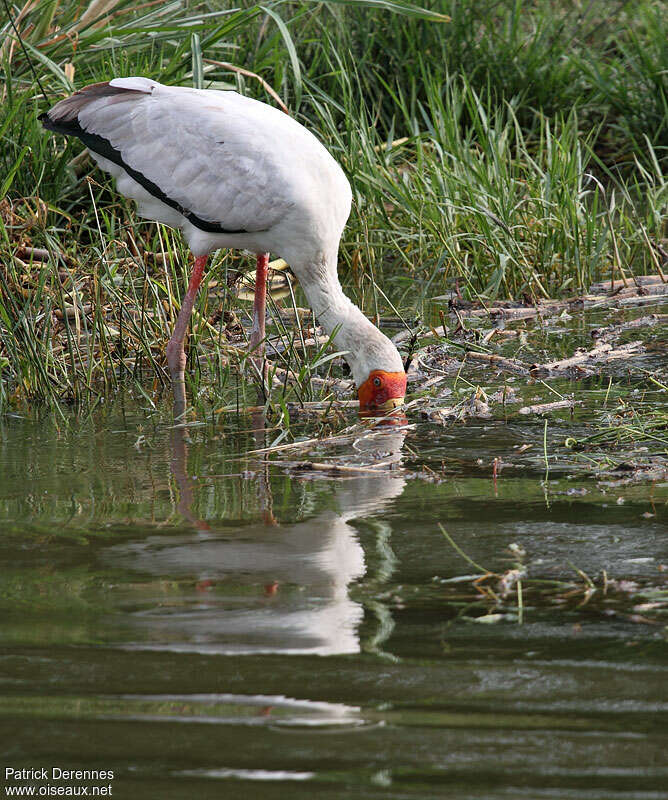 Tantale ibisadulte, pêche/chasse