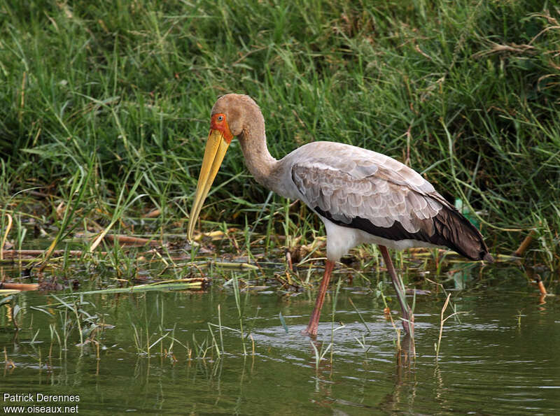 Yellow-billed Storkimmature, identification