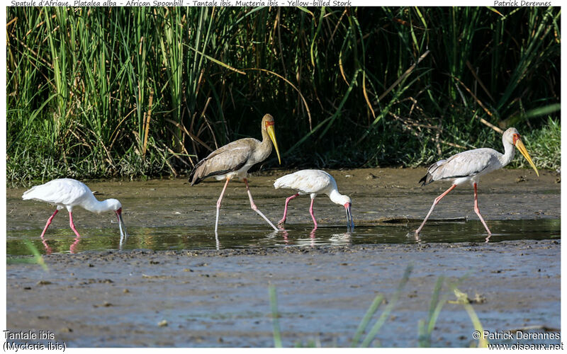 Yellow-billed Stork, identification, Behaviour