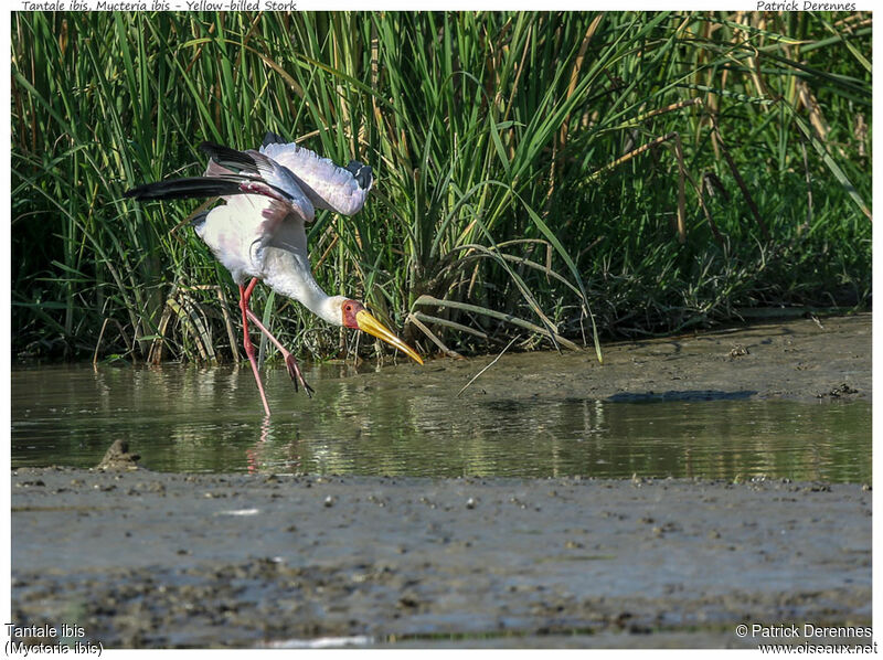 Yellow-billed Storkadult, identification