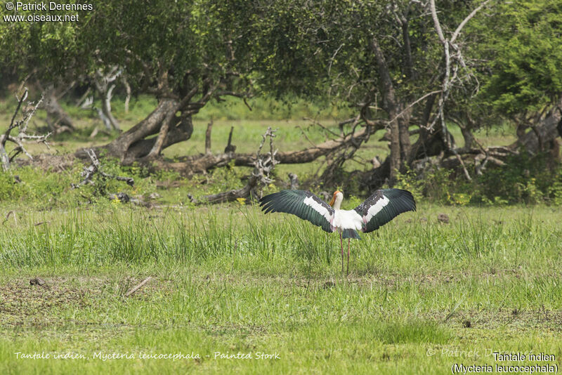 Tantale indien, identification, habitat, soins, composition