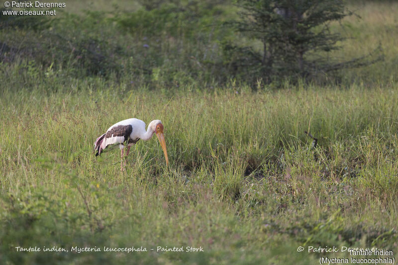 Painted Stork, identification, habitat