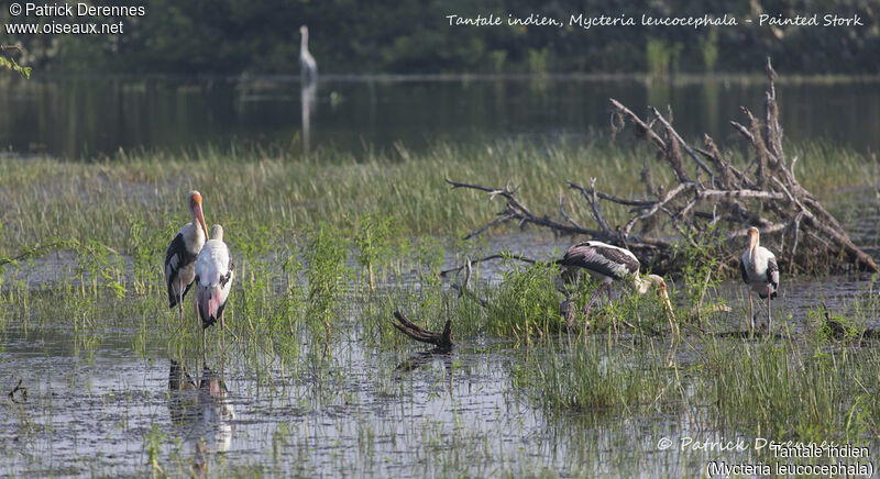 Tantale indien, habitat, pêche/chasse