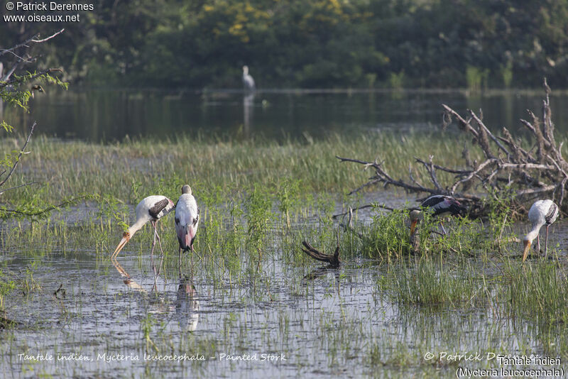 Tantale indien, identification, habitat, pêche/chasse