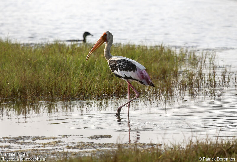 Painted Stork