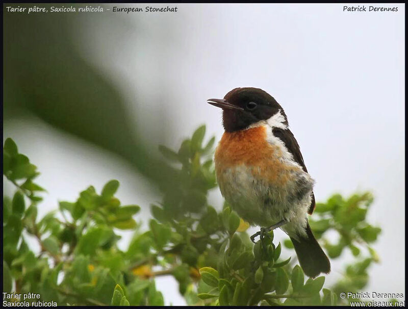 European Stonechat male adult, identification, song