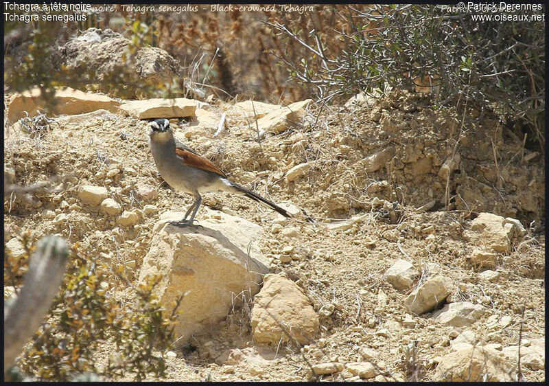 Black-crowned Tchagraadult, identification