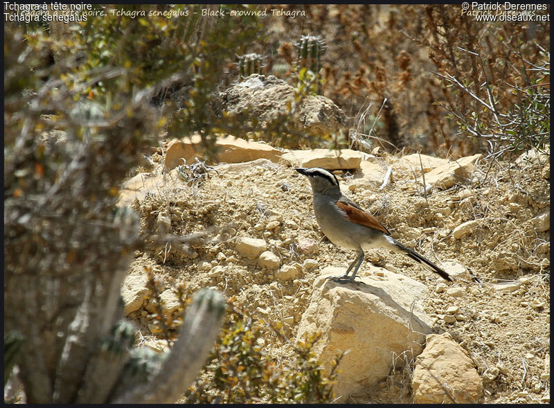 Black-crowned Tchagraadult, identification