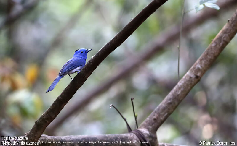 Black-naped Monarch