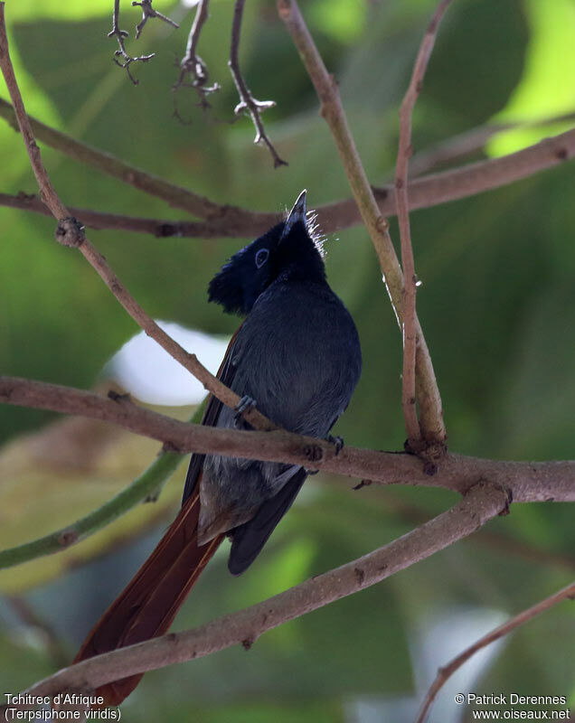 Tchitrec d'Afrique femelle adulte, identification