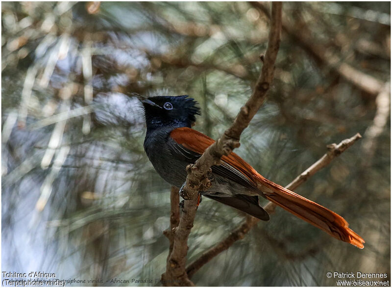 Tchitrec d'Afrique femelle adulte, identification