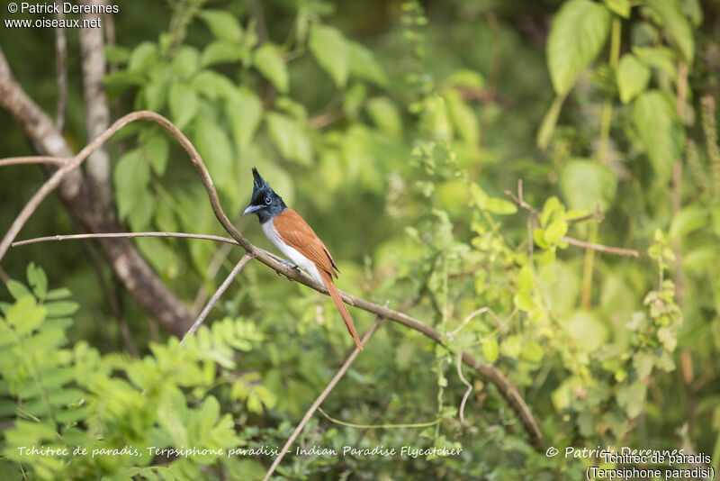 Indian Paradise Flycatcher female, identification, habitat