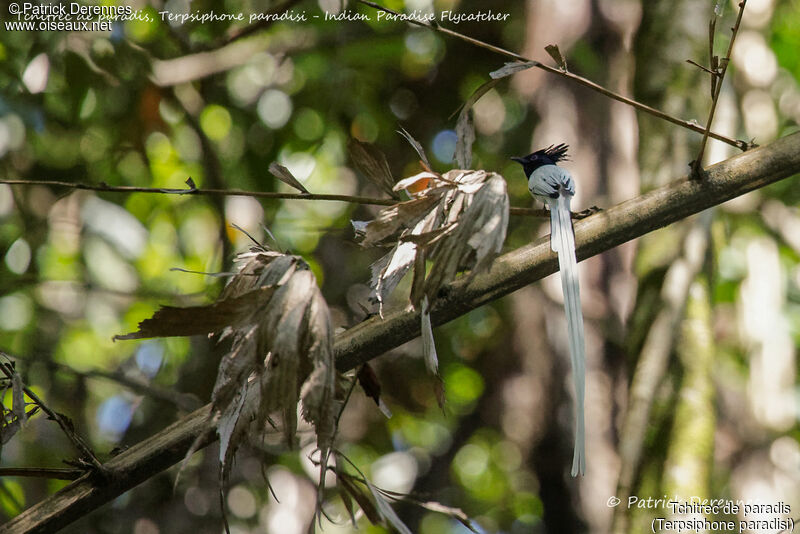 Indian Paradise Flycatcher male, identification, habitat