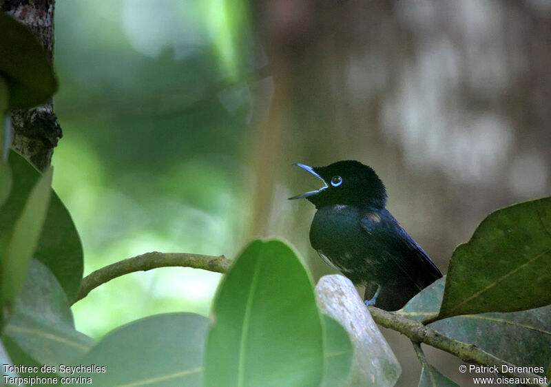 Tchitrec des Seychelles mâle immature, identification, chant