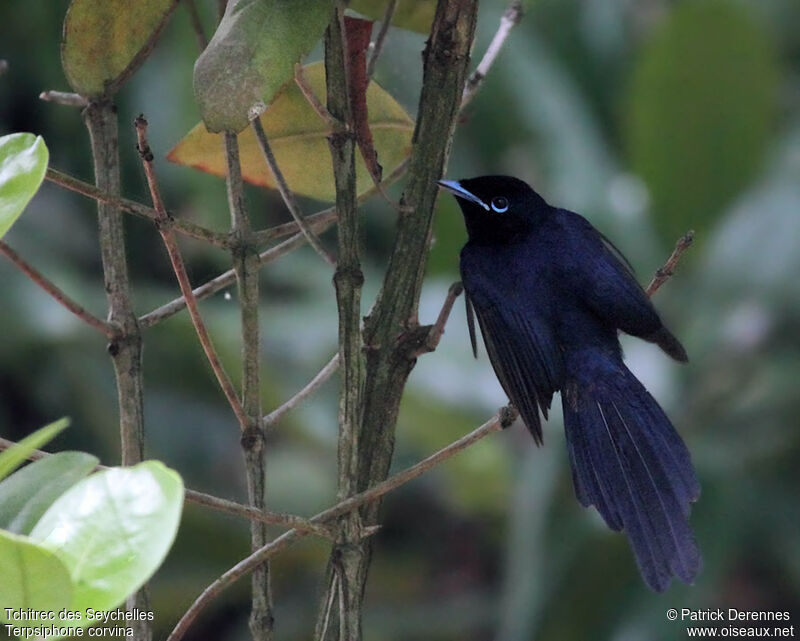 Tchitrec des Seychelles mâle, identification